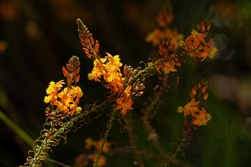 Bulbine frutescens or Orange Bulbine, a plant from South Africa.
