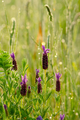 Early morning meadow in the Algarve, Portugal. Wild lavender (lavandula stoechas) and the grasshopper.
