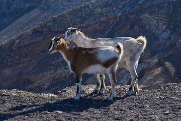 Two goats in the dry landscape of Lanzarote, Spain.
