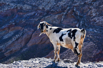 A goat in the dry landscape of Lanzarote, Spain.