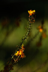 Long, decorative flower stems of Bulbine frutescens or Orange Bulbine, covered by aphids (Aphidomorpha).