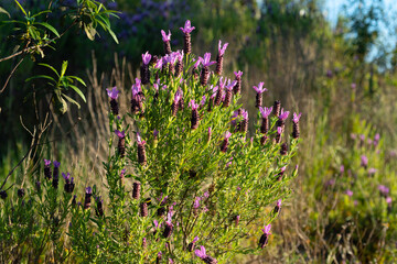 Meadow in the Algarve, Portugal. Wild lavender (lavandula stoechas) and Cistus ladanifer.