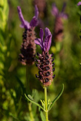 Meadow in the Algarve, Portugal. Wild lavender (lavandula stoechas).