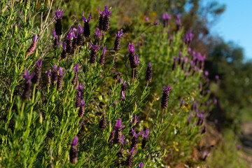 Meadow in the Algarve, Portugal. Wild lavender (lavandula stoechas).