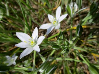 Fleurs blanches d'ornithogale en ombelle (Ornithogalum umbellatum). 