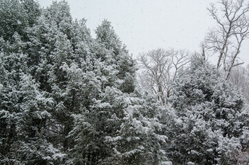 trees in snow