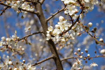 Honeybee pollinating fruit trees - pollinating of blooming cherry tree. Pollinating season, selective focus. Beekeeping as new dangerous for the environment trend