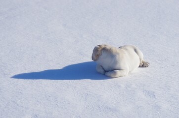Fototapeta premium Happy labrador puppy having fun outdoors during winter