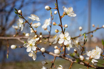 Blooming cherry tree. Pollinating season, selective focus. Beautiful springtime background