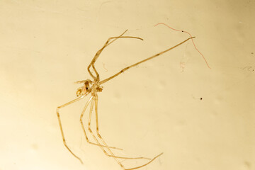 Dead skin of household spider