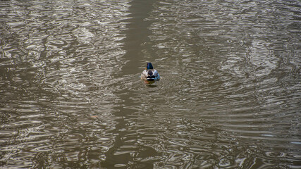 duck in the lake