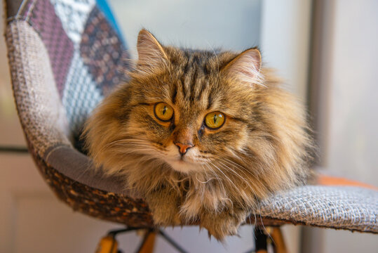 beautiful fluffy gray cat lies on a chair. High quality photo
