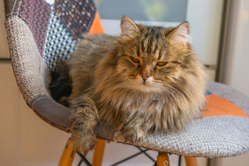 beautiful fluffy gray cat lies on a chair. High quality photo