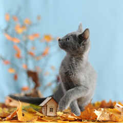 Cute Russian blue kitten on a blue background