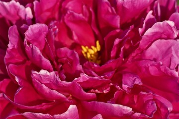 Pink Blütenblätter der Pfingstrose