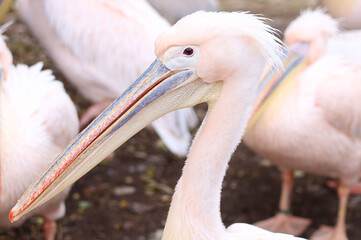 close up of eastern white pelican, rosy pelican or white pelican is a bird in the pelican family. Pelecanus onocrotalus. 