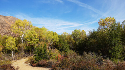 Fototapeta na wymiar Fall colors along hiking trail in southern California.