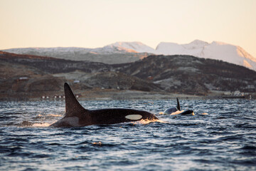 Orcas outside Tromsø, Norway.
Photo: Marius Fiskum