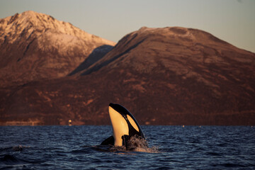 Orcas outside Tromsø, Norway. Photo: Marius Fiskum © Marius