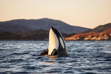 Deurstickers Orca Orcas outside Tromsø, Norway. Photo: Marius Fiskum