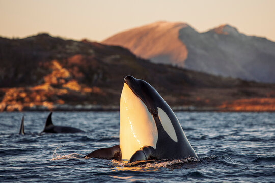Orcas outside Troms&oslash;, Norway.
Photo: Marius Fiskum