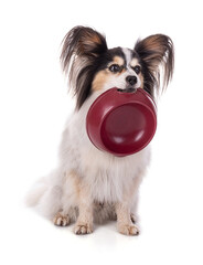 Continental toy spaniel, papillon Dog with a bowl in the mouth