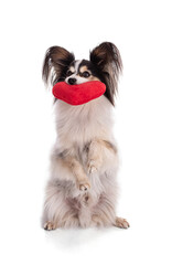 Continental toy spaniel, papillon Dog with a fabric heart