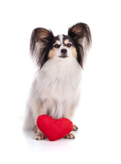 Continental toy spaniel, papillon Dog Isolated