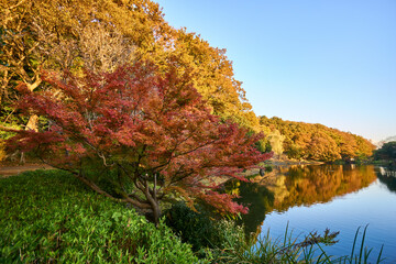 Fototapeta premium 森の紅葉と水鏡 じゅん菜池緑地