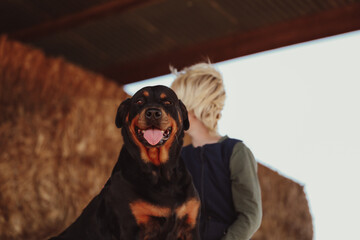 Happy rottweiler dog sitting on hay stack with little boy in background