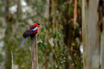 The Crimson Rosella (Platycercus elegans) is a parrot native to eastern and south eastern Australia which has been introduced to New Zealand and Norfolk Island. It is commonly found in, but not restri