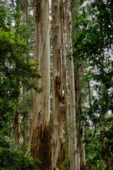 Eucalyptus regnans, known variously as mountain ash, swamp gum, or stringy gum, is a species of medium-sized to very tall forest tree that is native to Tasmania and Victoria