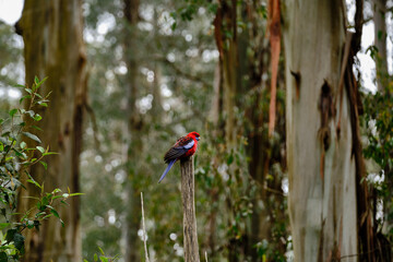 The Crimson Rosella (Platycercus elegans) is a parrot native to eastern and south eastern Australia which has been introduced to New Zealand and Norfolk Island. It is commonly found in, but not restri