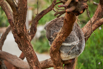 The Koala, is an arboreal herbivorous marsupial native to Australia. It is the only extant representative of the family Phascolarctidae and its closest living relatives are the wombats - obrazy, fototapety, plakaty