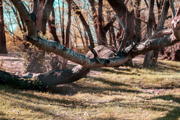Fototapeta na wymiar Scenic view of an old big tree branches in a park next to a river with the warm sunset light going through it