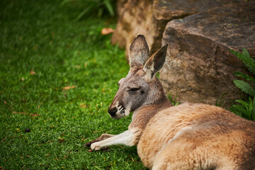 The kangaroo is a marsupial from the family Macropodidae. In common use the term is used to describe the largest species from this family, the red kangaroo, as well as the antilopine kangaroo, eastern