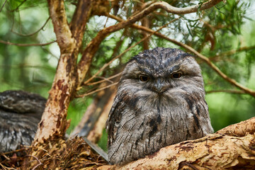 The Tawny Frogmouth (Podargus strigoides) is a species of frogmouth native to the Australian mainland and Tasmania and found throughout. It is a big-headed, stocky bird, often mistaken for an owl, due