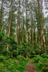 Eucalyptus regnans, known variously as mountain ash, swamp gum, or stringy gum, is a species of medium-sized to very tall forest tree that is native to Tasmania and Victoria