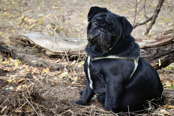 Beautiful black purebred pug dog walks in the forest.