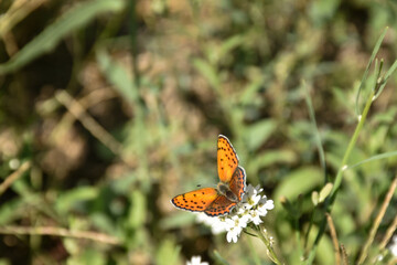 Beautiful orange butterfly sits on a white wildflower in a green field
