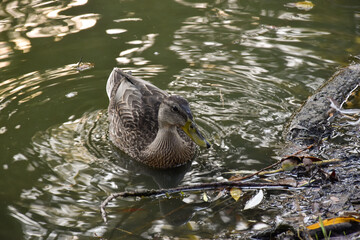Duck with gray wings swims in the pond in the evening park