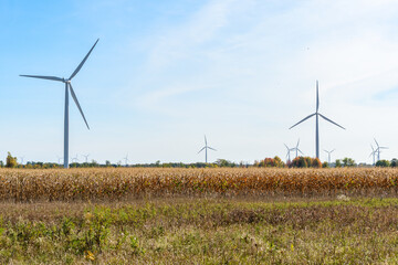 Tall wind turbines in a corn field on a sunny autumn day