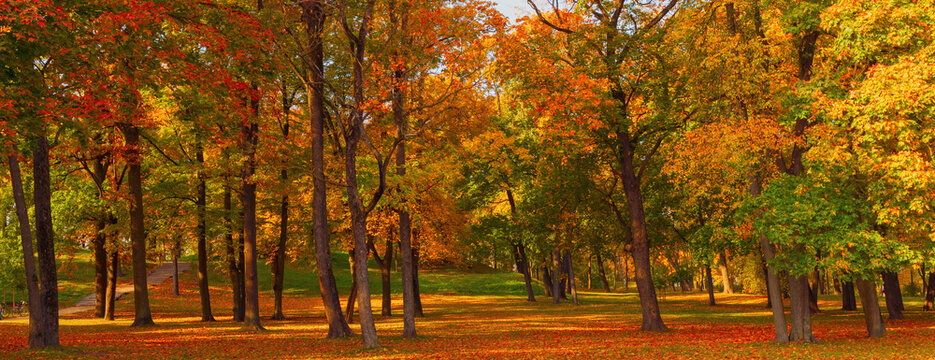 Autumn landscape panorama in the park, brightly colored wooden leaves. Sunny autumn day