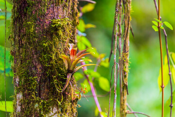 Bromelia parasitic on wet tree trunks