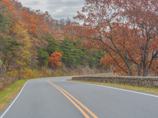 The winding Skyline Drive through the Fall colored trees. In Shenandoah National Park on the Blue Ridge Mountains of Virginia