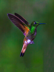 Hovering Ecuadorian Hummingbird