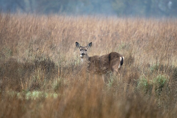 White-tailed Deer Female Blending in Standing in the Tall Grasses