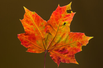 The colors of autumn on the leaves