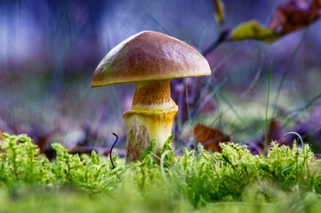 mushroom in the forest