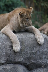 Fototapeta na wymiar Lion Lying On Rock